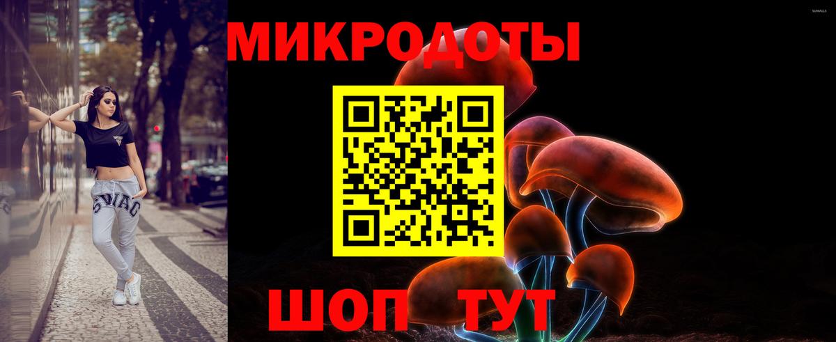 Галлюциногенные грибы Psilocybe Ейск